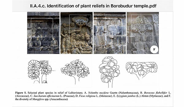 63-spesies-tumbuhan-era-jawa-kuno-terungkap-dari-relief-borobudur