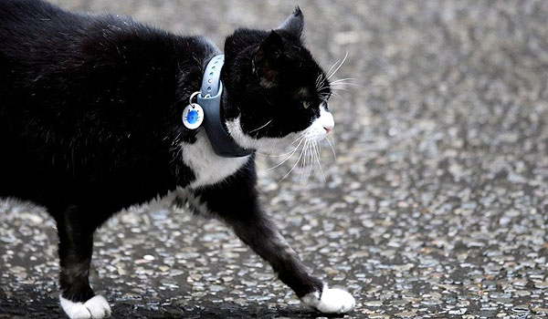 palmerston-kucing-penghuni-kantor-kemlu-inggris-akan-pensiun