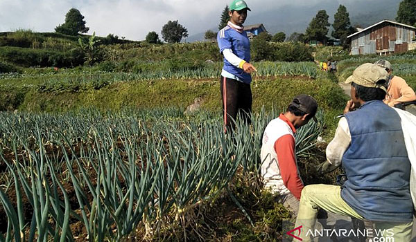 petani-sayuran-di-cianjur-keluhkan-kenaikan-harga-pupuk