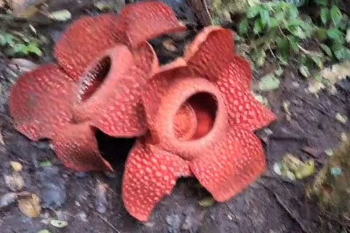 unik-dua-rafflesia-mekar-sempurna-di-agam