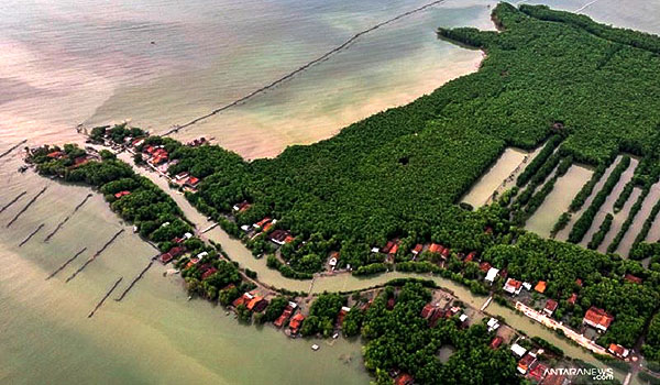 cegah-perubahan-iklim-peneliti-usul-moratorium-konversi-mangrove