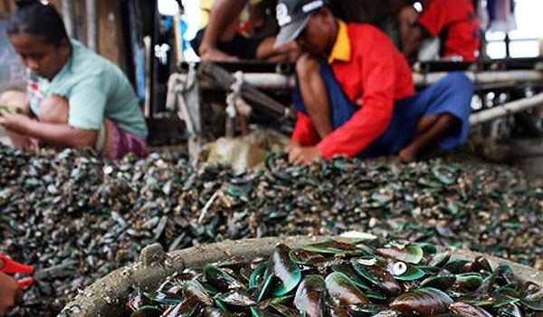 peneliti-kerang-hijau-dari-teluk-jakarta-cacat-dan-tak-layak-konsumsi