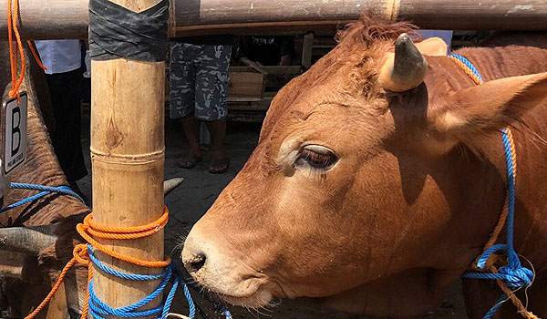 wabah-antraks-di-yogyakarta-pengawasan-kesehatan-sapi-diperketat