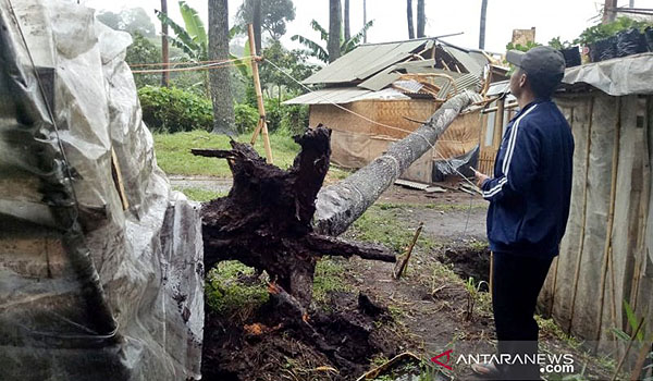 pohon-tumbang-timpa-dua-rumah-di-parongpong-bandung-barat