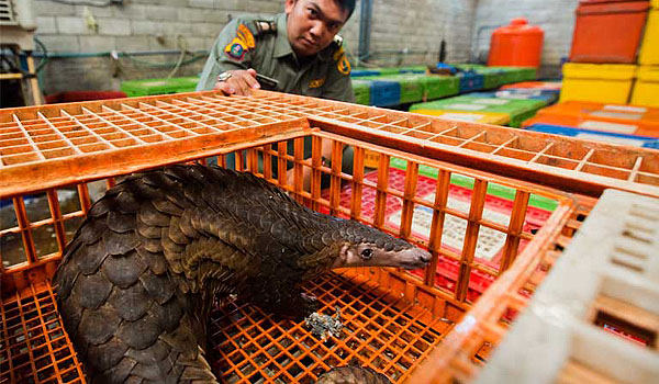 penularan-virus-dari-hewan-ke-manusia-karena-ulah-manusia