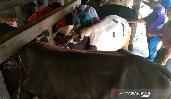 di-garut-harga-sapi-kurban-paling-murah-dibanderol-rp20-juta