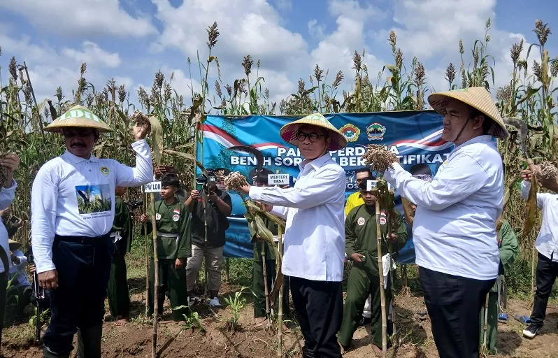 panen-sorgum-mendes-pdtt-yakin-indonesia-jadi-lumbung-pangan-dunia