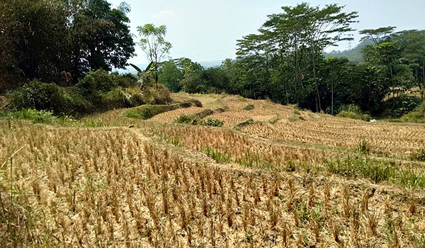 132-desa-dilanda-kekeringan-bpbd-cianjur-belum-tetapkan-status-siaga