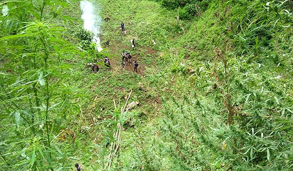 polisi-temukan-tujuh-hektare-ladang-ganja-di-pegunungan-tor-sihite