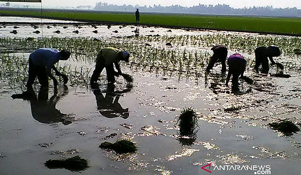 jadi-penyangga-produksi-padi-nasional-karawang-percepat-masa-tanam