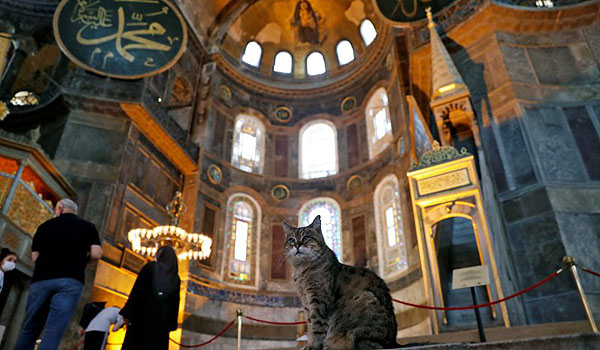 setelah-hagia-sophia-jadi-masjid-bagaimana-nasib-si-kucing-gli