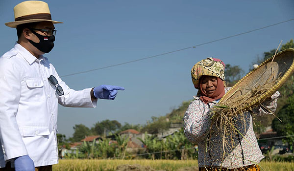 petani-di-cimahi-panen-raya-padi-hasil-metode-jamu-organik-biogro