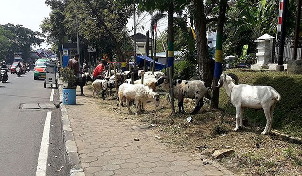 satpol-pp-kota-bandung-tertibkan-puluhan-penjual-hewan-kurban