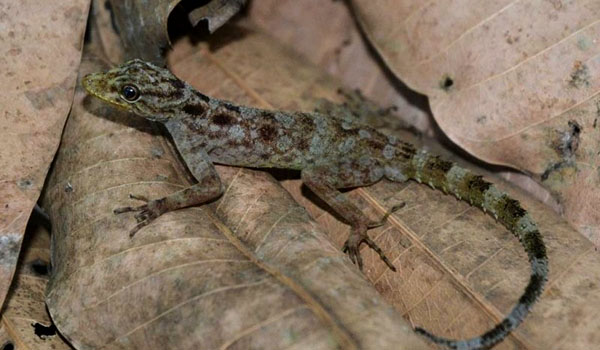 peneliti-temukan-spesies-baru-cicak-di-gunung-muria