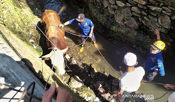 seekor-sapi-kurban-terperosok-masuk-parit-di-sadang-serang-bandung