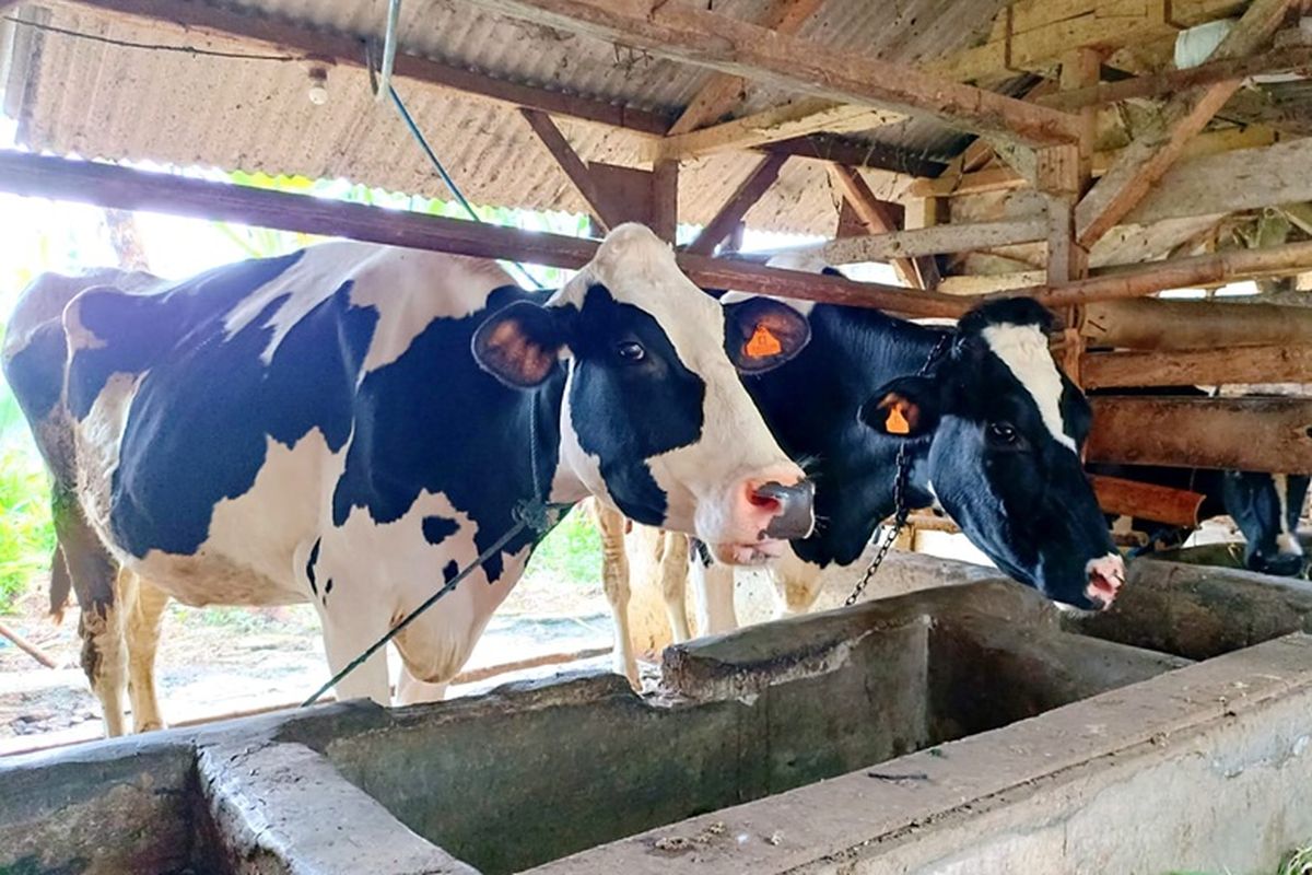 peternakan-sapi-cemari-sungai-cikapundung-ini-sikap-pemprov-jabar