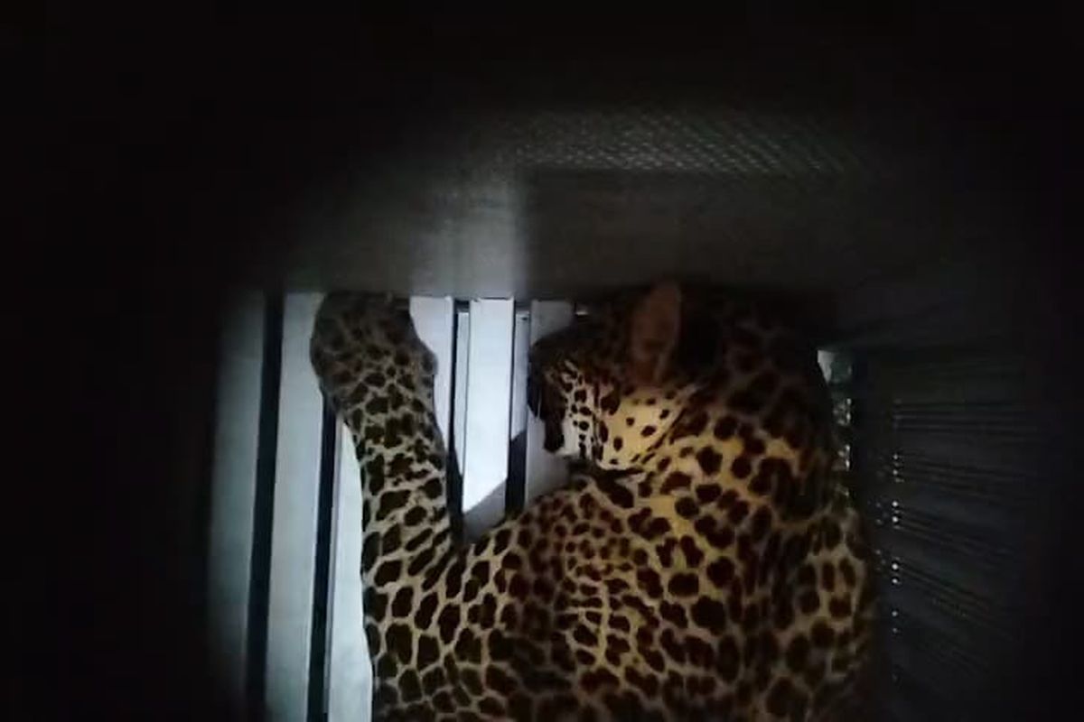 macan-tutul-lepas-lembang-park-zoo-ditutup-sementara
