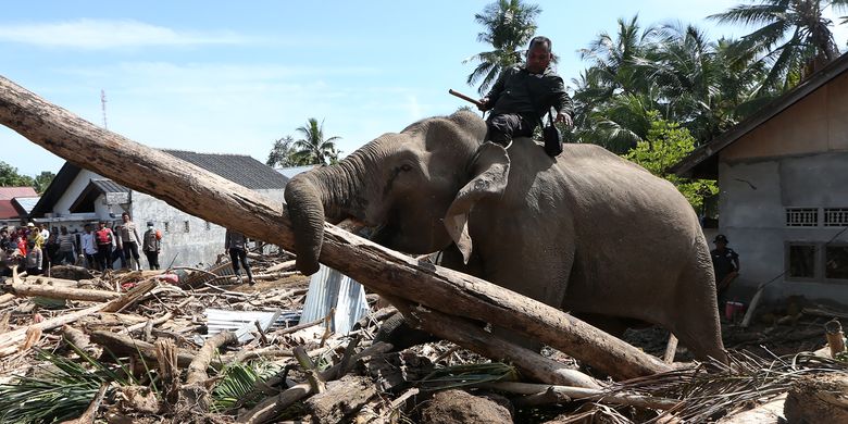 empat-gajah-bantu-evakuasi-dan-pulihkan-korban-banjir-pidie-jaya