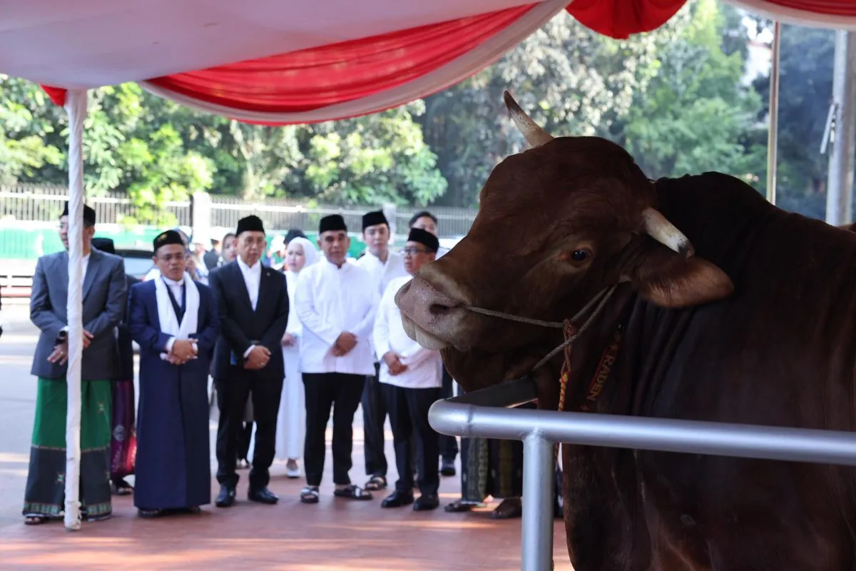 appsi-apresiasi-presiden-beli-985-sapi-untuk-korban