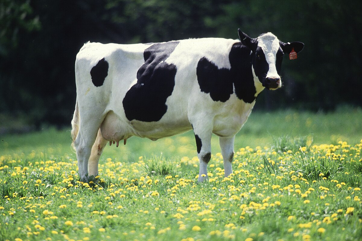 wamentan-20-ribu-sapi-perah-impor-untuk-tingkatkan-produksi-susu
