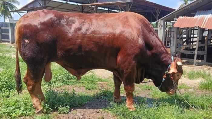 belasan-sapi-di-lembang-mati-dispernakan-ungkap-hal-ini