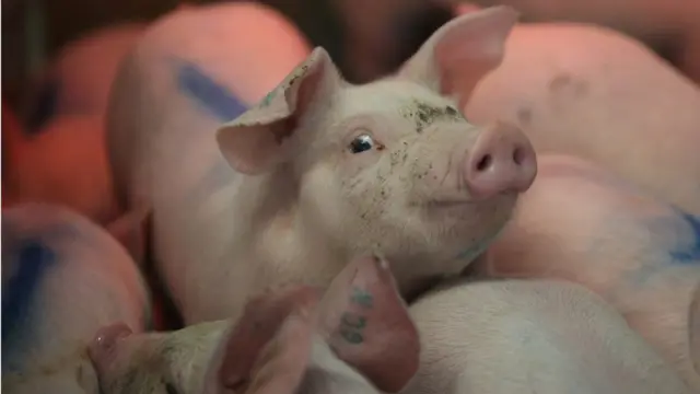 bgn-laporkan-yayasan-pemilik-mobil-berlogo-bgn-pengangkut-babi