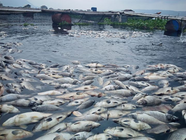 cuaca-buruk-ratusan-kg-ikan-waduk-jatiluhur-purwakarta-mati-massal
