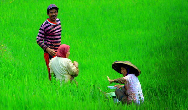 atasi-kerawanan-pangan-fao-dorong-berdayakan-keluarga-petani