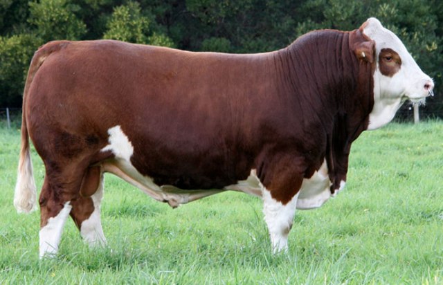 tingkatkan-nilai-tambah-indonesia-impor-sapi-bakalan