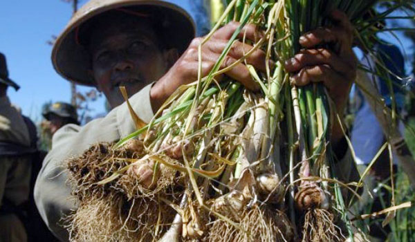 sukabumi-kembangkan-penanaman-bawang-putih