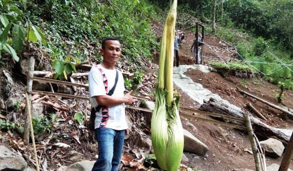 bunga-bangkai-langka-yang-siap-mekar-di-air-terjun-tirai-tanggamus