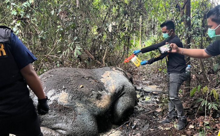 gajah-sumatera-ditemukan-tewas-tanpa-kepala-di-riau-pemburu-diburu