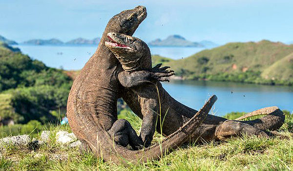 kaji-penutupan-pulau-komodo-kementerian-lhk-bentuk-tim-terpadu