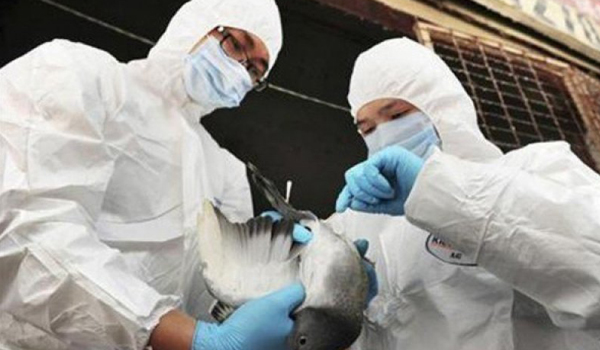 jerman-laporkan-wabah-flu-burung-h5n8-di-peternakan-unggas