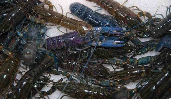 kemenko-maritim-bangun-penangkaran-lobster-di-sukabumi