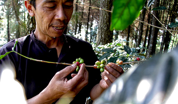 kopi-jabar-sudah-mendunia-kapan-komoditas-lainnya