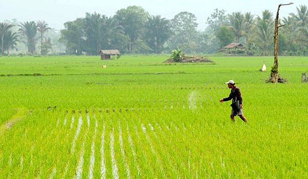 moratorium-dicabut-alih-fungsi-lahan-pertanian-tetap-dilarang