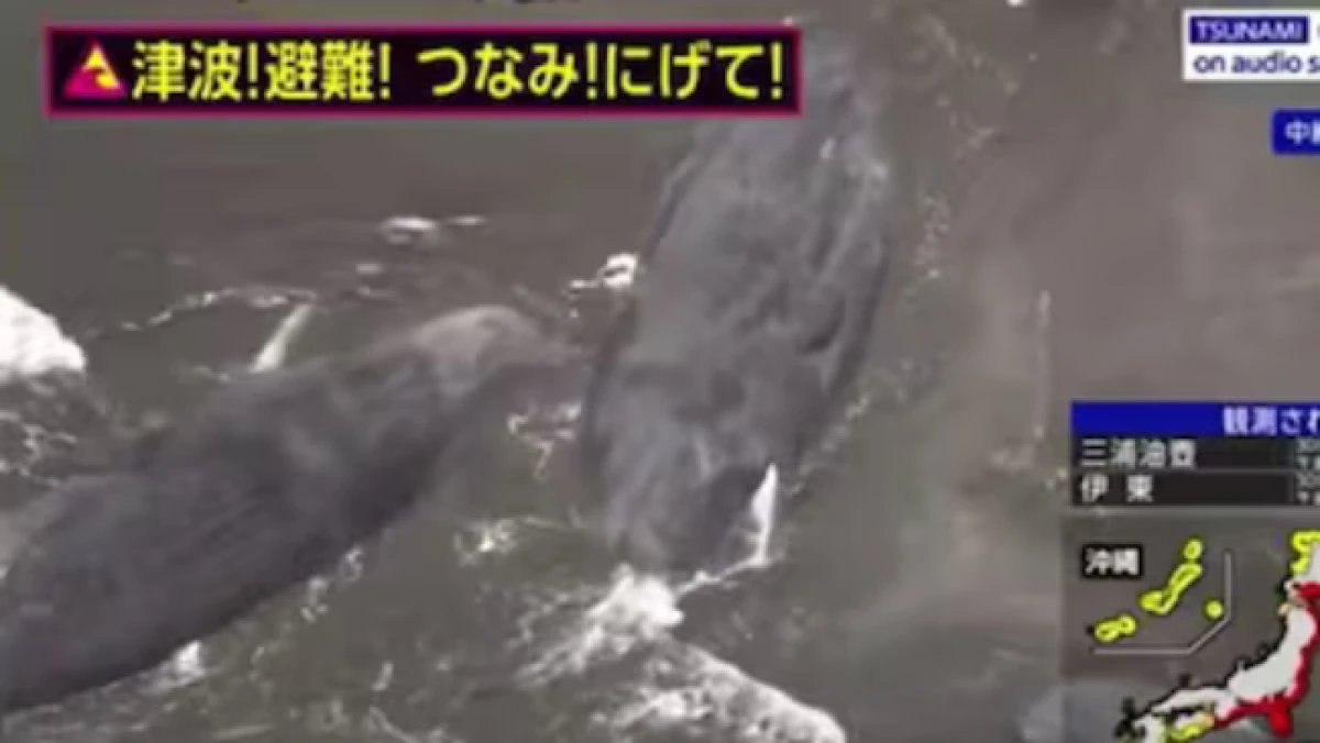 pasca-tsunami-di-jepang-beberapa-paus-besar-terdampar