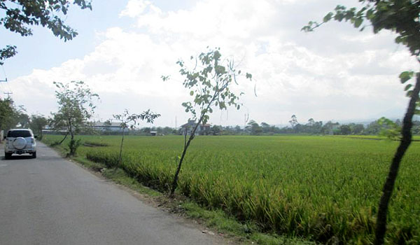 ini-penyebab-pemkot-bandung-kesulitan-cegah-alih-fungsi-lahan-sawah