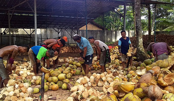 thailand-tolak-kelapa-sumsel-eksportir-rugi-miliaran-rupiah