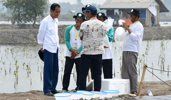 presiden-jangan-biarkan-petani-udang-rugi-kemudian-kapok