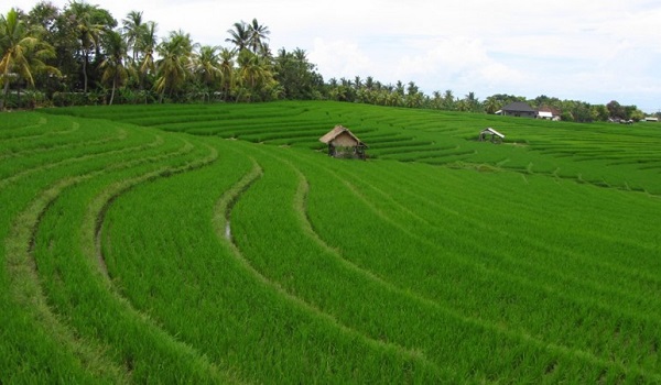 ratusan-hektare-sawah-di-karawang-diserang-hama