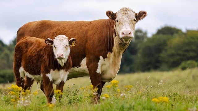 zulhas-pemerintah-tak-lagi-batasi-kuota-impor-sapi-hidup