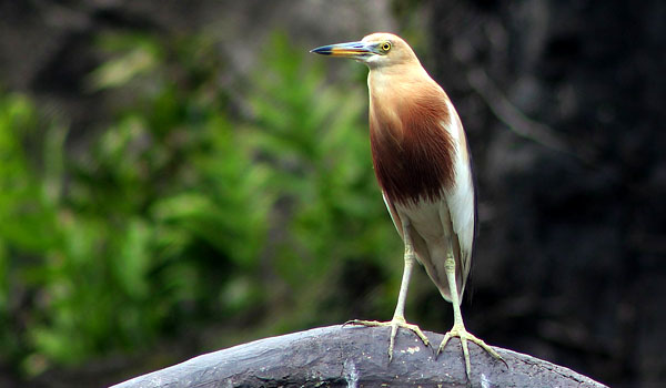 lahan-sawah-di-bandung-tergerus-habitat-burung-blekok-kian-terancam