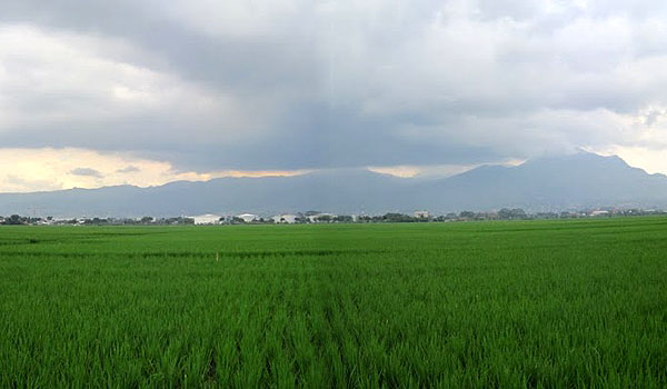 setiap-tahun-lahan-sawah-di-kota-bandung-berkurang