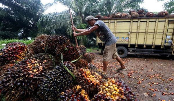 uni-eropa-bantah-isu-pelarangan-impor-kelapa-sawit